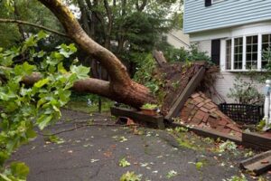 Fallen trees - Meixell Diehl Insurance Fallen trees