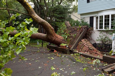 Fallen trees - Meixell Diehl Insurance Fallen trees